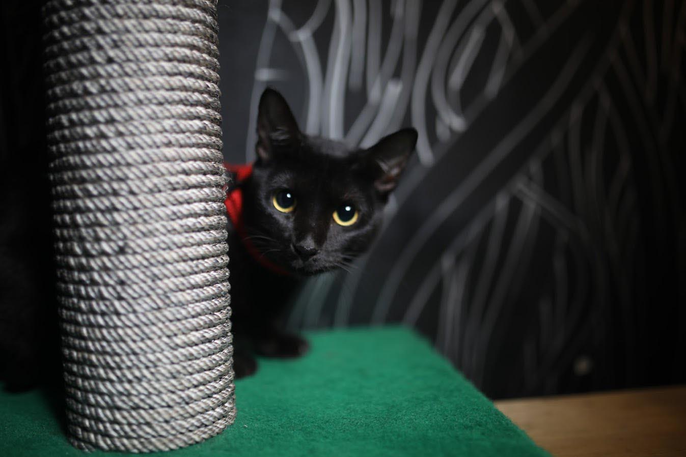 Scratching post for my cat Mimi