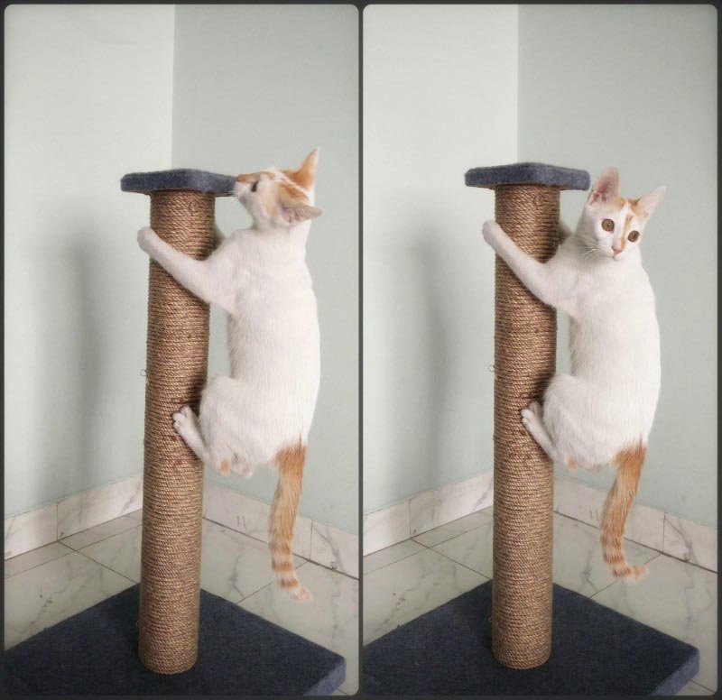 Mini, a happy Customer using cat posts made by me
